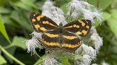 Symbrenthia lilaea formosanus