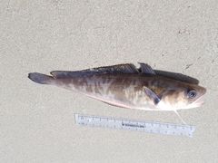 Pseudophycis palmata