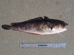 Pseudophycis palmata