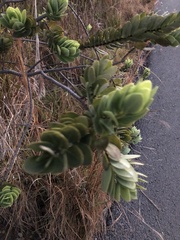 Wikstroemia