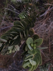 Wikstroemia