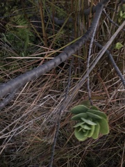 Wikstroemia