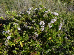 Veronica diosmifolia