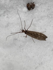 Glyphopsyche irrorata