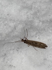 Glyphopsyche irrorata
