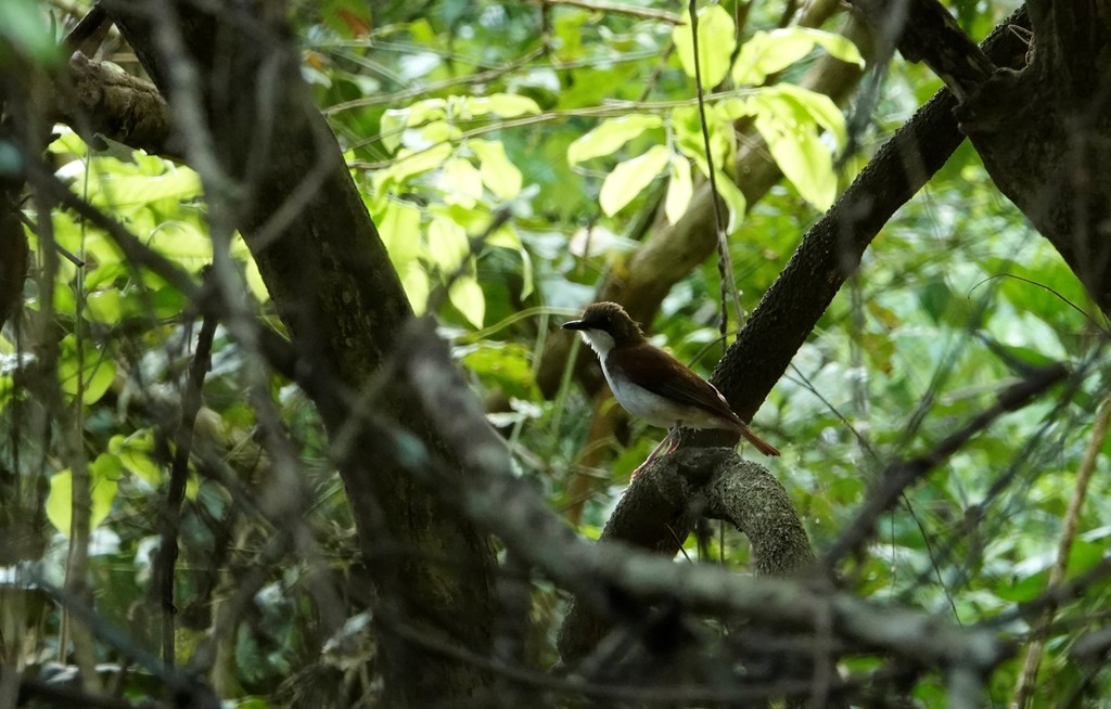 White-chested Alethe photo