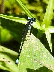 Argia johannella