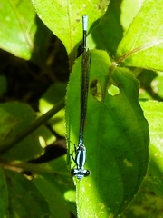 Argia johannella