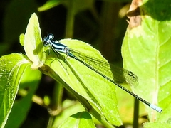 Argia johannella