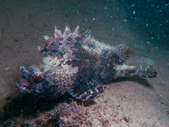 Centrogenys vaigiensis