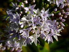 Veronica diosmifolia