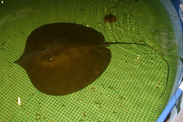 Giant Freshwater Ray