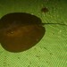 Giant Freshwater Stingray - Photo (c) BEDO (Thailand), some rights reserved (CC BY-SA)