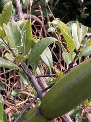 Strophanthus divaricatus