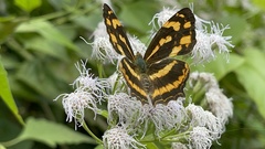 Symbrenthia lilaea formosanus