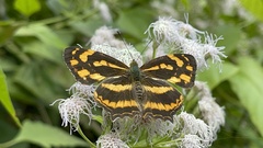 Symbrenthia lilaea formosanus