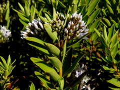 Veronica diosmifolia