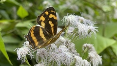 Symbrenthia lilaea formosanus