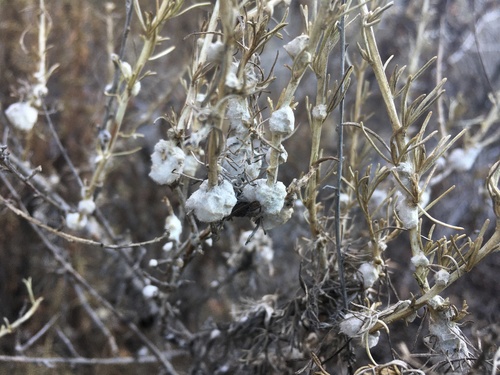 Sagebrush Woolly Stem Gall Midge photo 3