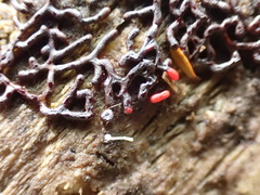 Willkommlangea reticulata