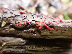 Willkommlangea reticulata