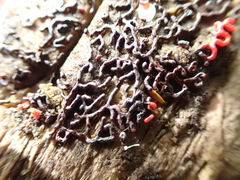 Willkommlangea reticulata