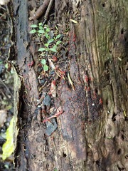 Willkommlangea reticulata