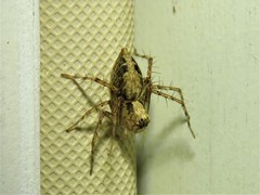 Oxyopes acleistus