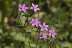 Centaurium erythraea turcicum