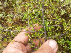 Coprosma cuneata
