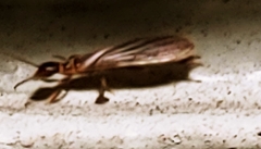 Oligotoma saundersii