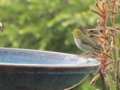 Zosterops lateralis chloronotus