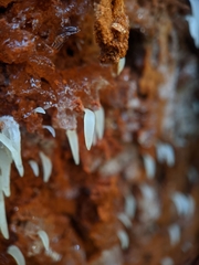 Mucronella fusiformis