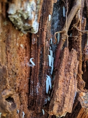 Mucronella fusiformis