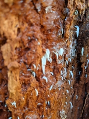 Mucronella fusiformis