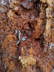 Mucronella fusiformis