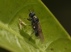 Adoxomyia heminopla