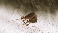 Oligotoma saundersii