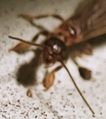 Oligotoma saundersii