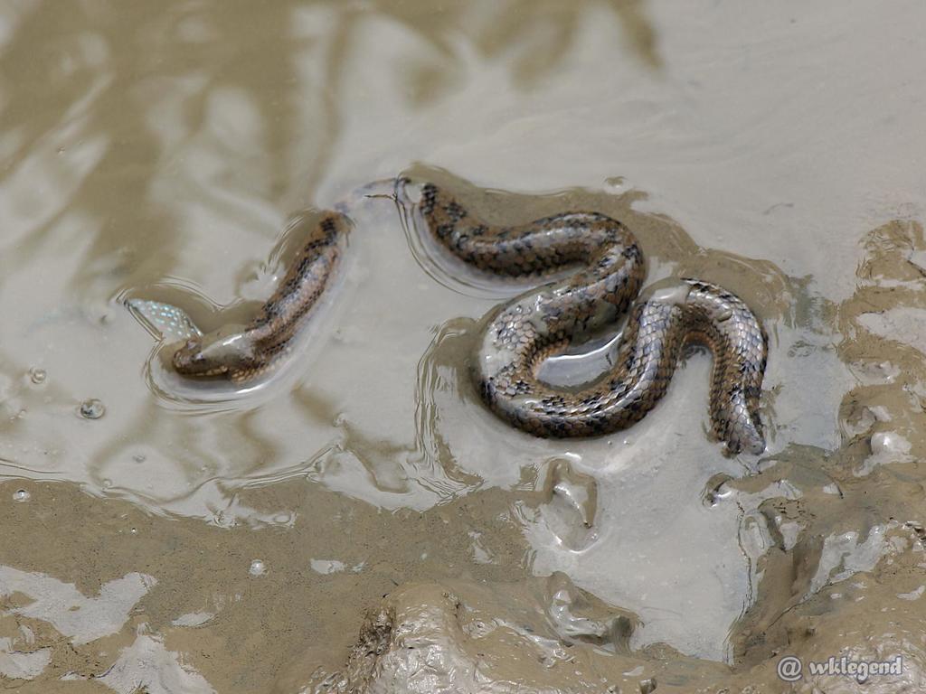 Bennett's Mud Snake