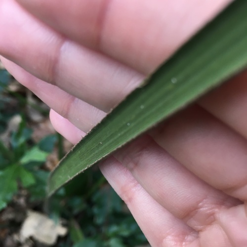 Sabal minor image