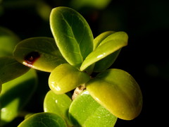 Coprosma neglecta