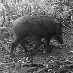 Sus scrofa leucomystax