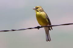 Crithagra symonsi