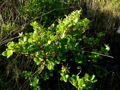 Coprosma neglecta