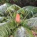 Micronesian Cycad - Photo (c) USFWS - Pacific Region, some rights reserved (CC BY-NC)