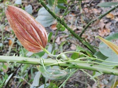 Smilax perfoliata