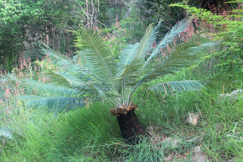 【希少】Cycas calcicola サイカス　カルキコラ 希少】Cycas calcicola サイカス カルキコラ - メルカリ