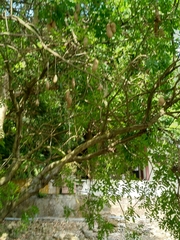 Kigelia africana africana