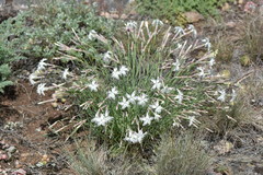 Dianthus acicularis